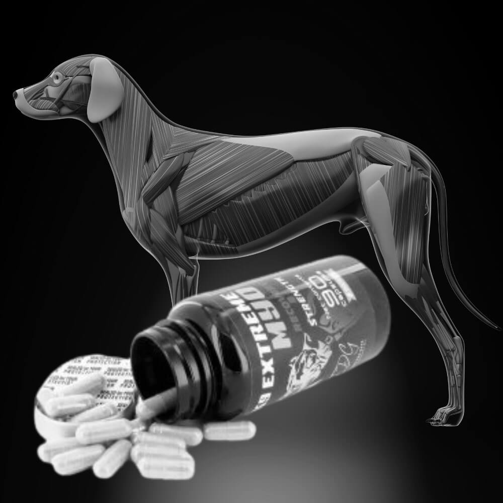 De beste hondensupplementen